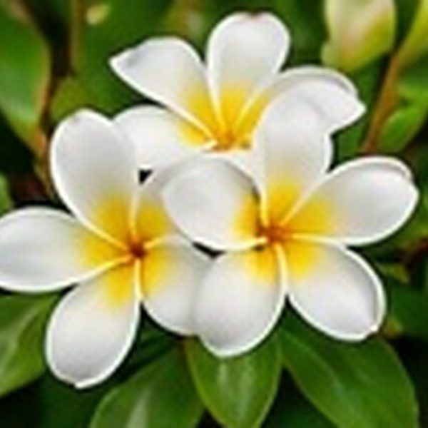 Hoa sứ